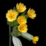 A Pearl in Every Cowslip